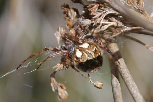 Agalenatea redii